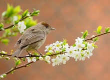 Mönchgrasmückenweibchen im Pflaumenbaum