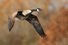 Kanadagans im Flug