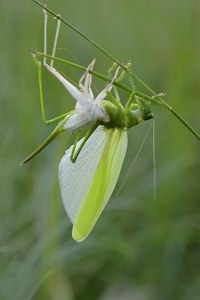 Großes grünes Heupferd: Häutung