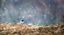 Hundewetter auch für Vögel...