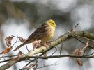 Goldammer im Wald