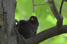 Amsel macht ein Nickerchen