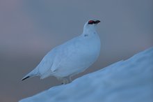 Schneehahn