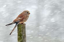 Turmfalke im Schneesturm