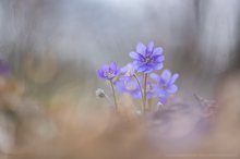 Leberblümchen - Hepatica nobilis