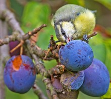 Pflaumenfresser Blaumeise...