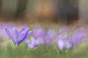 Crocus vernus