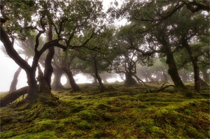 Lorbeerurwald...