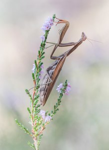 Mantis religiosa