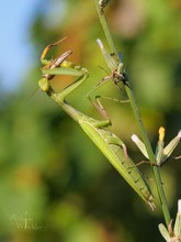 Mantis mit Beute