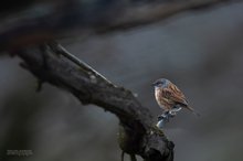 Leise Töne aus dem Reisig