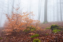 Waldspaziergang im Nebel