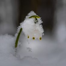 Märzenbecher oder doch Schneeglöckchen?