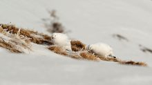 Schneehühner im Hochwinter