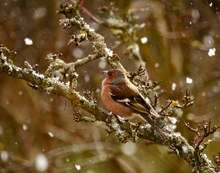 Leise rieselt der Schnee ...