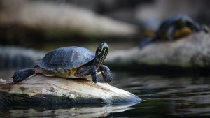 Gelbwangen Schmuckschildkröte