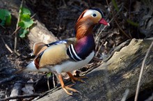 Mandarinenerpel Portrait