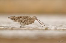 Nahrungsaufnahme beim Brachvogel