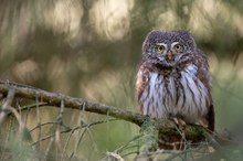 Kobold im Wald