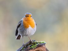 Vogel des Jahres