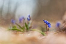 Im Blausternchenwald