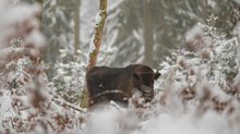 Wisent im Schnee