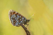 Melitaea diamina