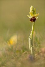 Spinnen-Ragwurz (Ophrys sphegodes)