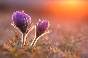 Pulsatilla Vulgaris