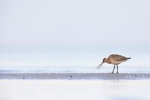 Limosa lapponica - die Pfuhlschnepfe