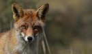 fuchs