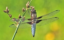 Flugmaschine Plattbauch ...