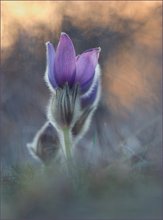 *Pulsatilla_2*