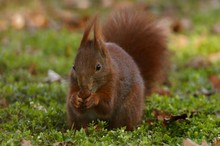 Nahrungssuche im Park