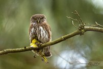 Märchen aus dem Spauzen-Wald - Teil 1