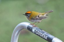 Besuch im Garten