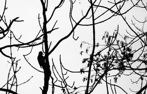 Herr Specht klopft an.