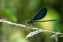 Prächtiges Blau