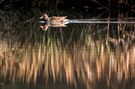 Teichhuhn im Abendlicht