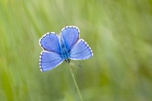 Der Himmelblaue Bläuling