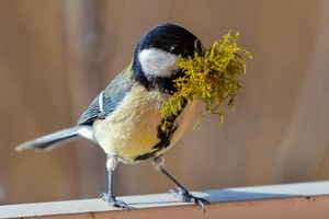 vorbildlich mit Maske