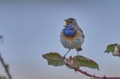 Blaukehlchen im Morgendunst