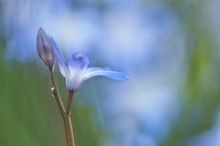 eins vor vielen Blausternchen