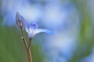 eins vor vielen Blausternchen