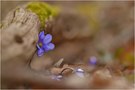 Leberblümchen (Hepatica nobilis)