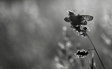 Ehrenpreis-Scheckenfalter (Melitaea aurelia)