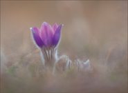 *Pulsatilla_4*