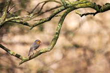 Vogel des Jahres