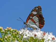 Blauschwarzer Eisvogel