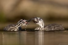 Haubentaucher [Podiceps cristatus]